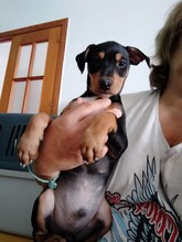 BEN, Hund, Pinscher-Bodeguero Andaluz-Mix in Spanien - Bild 2