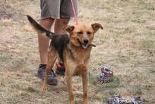 CHERIE, Hund, Mischlingshund in Ungarn - Bild 2