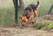 CHERIE, Hund, Mischlingshund in Ungarn - Bild 3