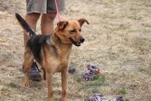 CHERIE, Hund, Mischlingshund in Ungarn - Bild 4