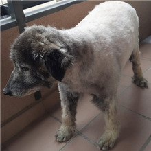 ABAY, Hund, Hirtenhund in Spanien - Bild 2