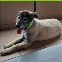 ABAY, Hund, Hirtenhund in Spanien - Bild 4