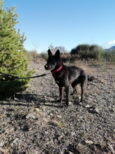SOMBRA, Hund, Mischlingshund in Spanien - Bild 12