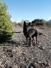 SOMBRA, Hund, Mischlingshund in Spanien - Bild 13