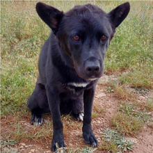 SOMBRA, Hund, Mischlingshund in Spanien - Bild 15