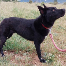 SOMBRA, Hund, Mischlingshund in Spanien - Bild 16
