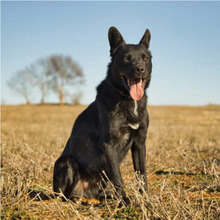 SOMBRA, Hund, Mischlingshund in Spanien - Bild 2