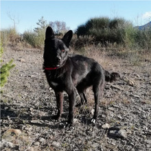 SOMBRA, Hund, Mischlingshund in Spanien - Bild 4
