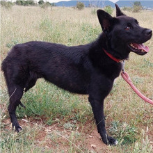 SOMBRA, Hund, Mischlingshund in Spanien - Bild 5