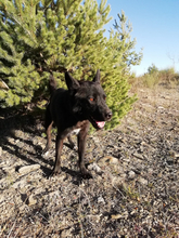 SOMBRA, Hund, Mischlingshund in Spanien - Bild 8
