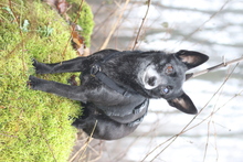 NELLIE, Hund, Mischlingshund in Uelzen - Bild 11