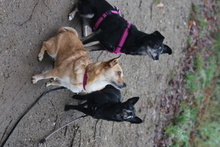NELLIE, Hund, Mischlingshund in Uelzen - Bild 6