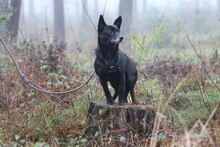 NELLIE, Hund, Mischlingshund in Uelzen - Bild 9