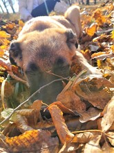 ROSIE, Hund, Mischlingshund in Rumänien - Bild 12