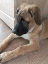 ROSIE, Hund, Mischlingshund in Rumänien - Bild 14