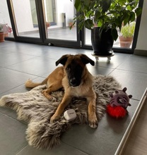ROSIE, Hund, Mischlingshund in Rumänien - Bild 18