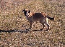 ROSIE, Hund, Mischlingshund in Rumänien - Bild 6