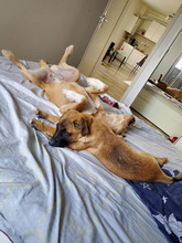 ROSIE, Hund, Mischlingshund in Rumänien - Bild 8