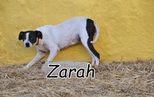 ZARAH, Hund, Mischlingshund in Spanien - Bild 1