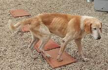 STRATIGOS, Hund, Mischlingshund in Griechenland - Bild 2