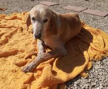 STRATIGOS, Hund, Mischlingshund in Griechenland - Bild 5