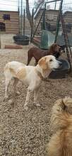NATASA, Hund, Mischlingshund in Griechenland - Bild 4