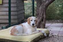 NATASA, Hund, Mischlingshund in Griechenland - Bild 5