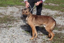 TOTO, Hund, Mischlingshund in Rumänien - Bild 2