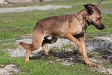 TOTO, Hund, Mischlingshund in Rumänien - Bild 4