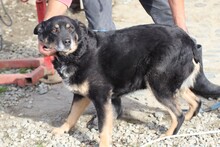 VIBI, Hund, Mischlingshund in Rumänien - Bild 2