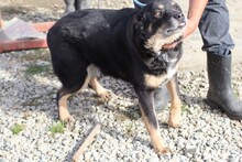 VIBI, Hund, Mischlingshund in Rumänien - Bild 3