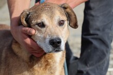 TECUMSEH, Hund, Labrador-Deutscher Schäferhund-Mix in Rumänien - Bild 1
