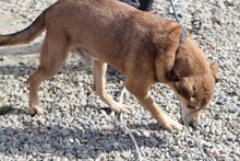 TECUMSEH, Hund, Labrador-Deutscher Schäferhund-Mix in Rumänien - Bild 2