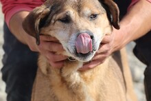 TECUMSEH, Hund, Labrador-Deutscher Schäferhund-Mix in Rumänien - Bild 4