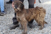 VARINA, Hund, Bearded Collie-Briard-Mix in Rumänien - Bild 1