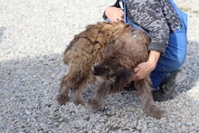VARINA, Hund, Bearded Collie-Briard-Mix in Rumänien - Bild 3