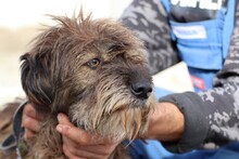 VARINA, Hund, Bearded Collie-Briard-Mix in Rumänien - Bild 4