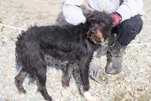 STYNA, Hund, Schnauzer-Mix in Rumänien - Bild 2