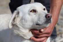 CELESTE, Hund, Labrador-Mix in Rumänien - Bild 1