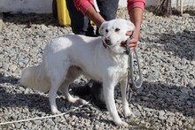 CELESTE, Hund, Labrador-Mix in Rumänien - Bild 2