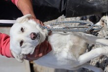 CELESTE, Hund, Labrador-Mix in Rumänien - Bild 3