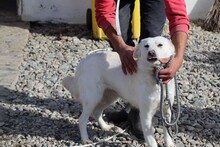 CELESTE, Hund, Labrador-Mix in Rumänien - Bild 4