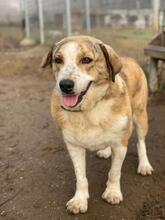 PHILINA, Hund, Mischlingshund in Griechenland - Bild 16