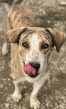 PHILINA, Hund, Mischlingshund in Griechenland - Bild 22