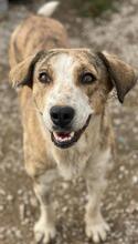 PHILINA, Hund, Mischlingshund in Griechenland - Bild 23