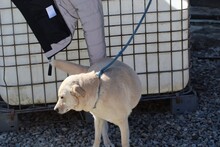 SAM, Hund, Mischlingshund in Rumänien - Bild 1