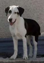 LOUIZE, Hund, Mischlingshund in Griechenland - Bild 1