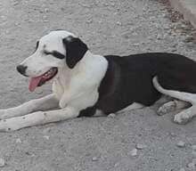 LOUIZE, Hund, Mischlingshund in Griechenland - Bild 4