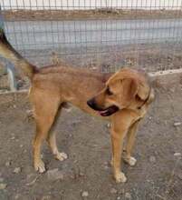 LAKI, Hund, Mischlingshund in Griechenland - Bild 2