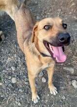 LAKI, Hund, Mischlingshund in Griechenland - Bild 3